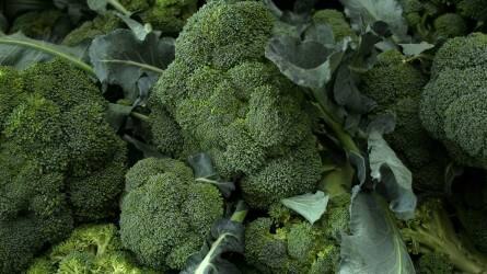 Üvegházi brokkolitermesztés