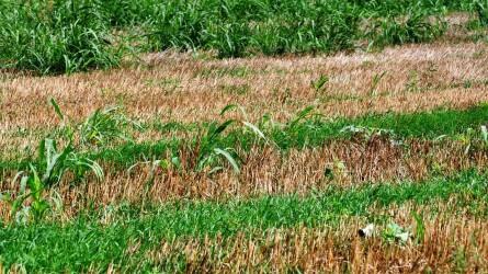 Szántóföldi növényvédelmi előrejelzés: aggasztó a kukorica és a napraforgó állapota