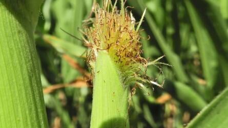 Szántóföldi növényvédelmi előrejelzés: a kukorica az életéért küzd