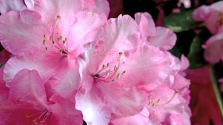 Amit a rododendron neveléséről tudni kell