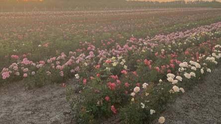 A szőregi rózsák akár negyven évig is elélnek