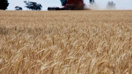 91 százalékban végeztek az ukrán búza aratásával