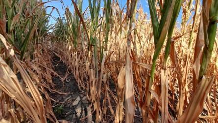 A vártnál kisebb lehet az amerikai kukoricatermés