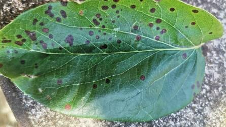 Mi okozza a fiatal birskörtefa levelein a barna foltokat?