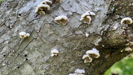 Milyen kezelés kellene a mogyoró ágán megjelent fehér gombák ellen?