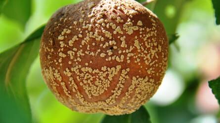 Kertészeti növényvédelmi előrejelzés: erősödött a moníliás gyümölcsfertőzés