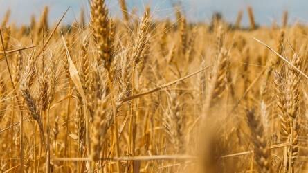 Cseh agrárminiszter: valamivel gyengébb a gabonatermés, mint tavaly