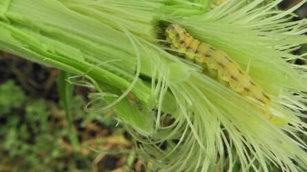 Szántóföldi növényvédelmi előrejelzés: nagy kárt okoznak a gyapottok-bagolylepke hernyói