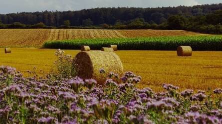 Magyar táj: aratás előtt és az aratás, a tarló beforgatása
