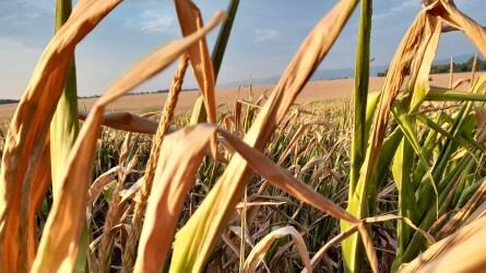 Folyamatosan romlik a francia kukoricatermés állapota