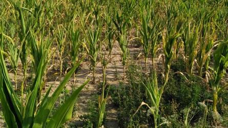 Milyen talajigénye van a kukoricának?