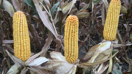 Megfelelni a változó környezeti kihívásoknak – a Syngenta 2023-as kukorica portfóliója