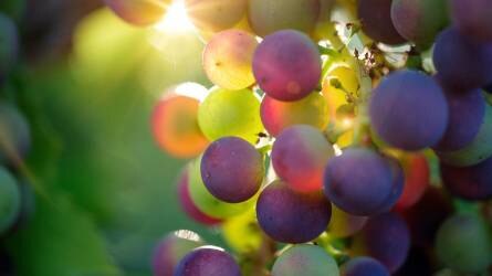 Korábban termesztettek borszőlőfajtát, mint étkezési célút