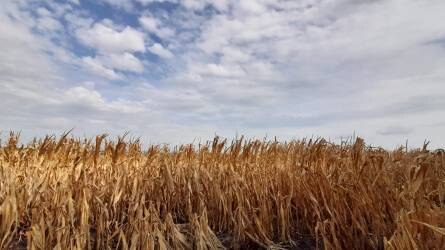 Az évszázad legrosszabb kukoricatermésére számítanak a franciák