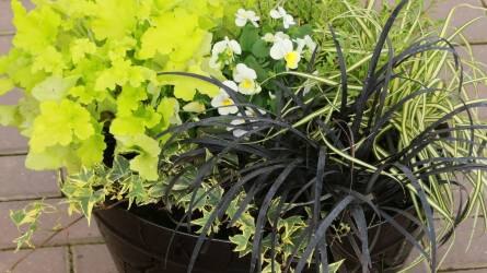 10 tipp a legszebb őszi növényekkel teli balkonládákért
