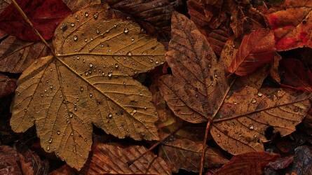 Az őszi levelek felhasználásának 8-féle módja