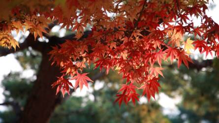 A 6 legszebb színű fa ősszel