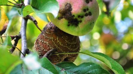 Kertészeti növényvédelmi előrejelzés: erősödött a lombhullás, sok a moníliás gyümölcs