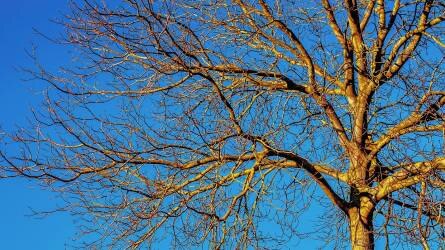 Téli öntözési tippek – a fákhoz