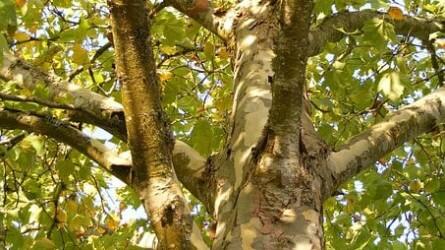 Lehet kapcsolat a platánfa legyengülése és a rajta élő cincérek között?