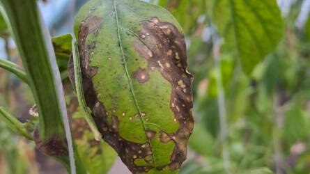 Mi okozza a barna foltokat a paprika levelén?
