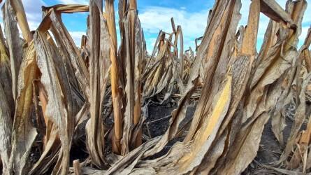 Tízmillió tonnára csökkenhet a francia kukoricatermés