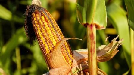 A betakarítási hírek hatására lett olcsóbb a kukorica