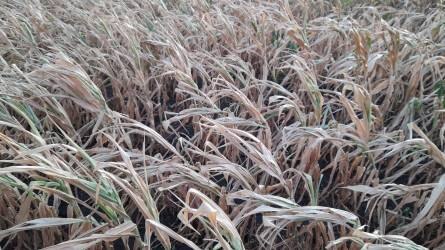 Ismét csökkentették az európai kukorica hozamprognózisát