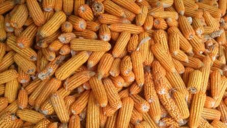 Az amerikai kukoricaexport elmaradt az elemzők várakozásaitól