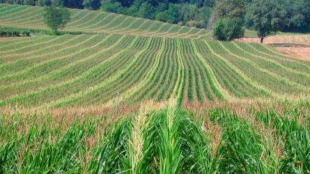 Igényesnek kell lenni a kukorica-vetőmag kiválasztásában?