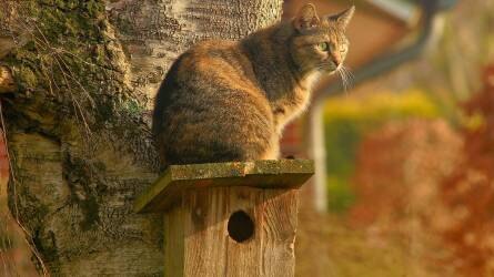 Hogyan védjük meg a kertünkben élő madarakat a macskáktól?