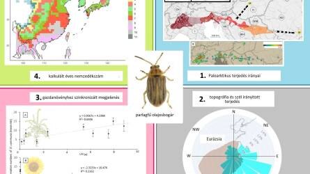 Izgalmas dolgok derültek ki a parlagfűvel táplálkozó bogár globális terjedéséről