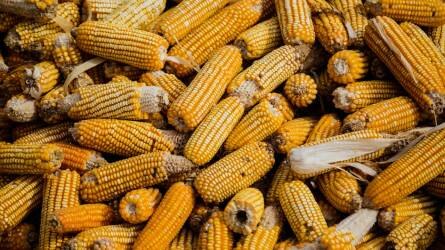 Tizenöt éves mélypontra eshet az európai kukoricatermés