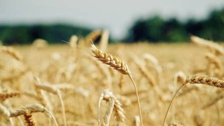 Ukrajna eddig 15,6 millió tonna gabonát exportált