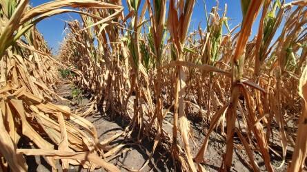Az ukrán őszi gabona vetése 94 százalékban befejeződött