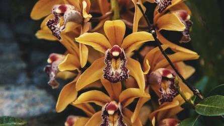 Cymbidium: hidegkedvelő orchideánk