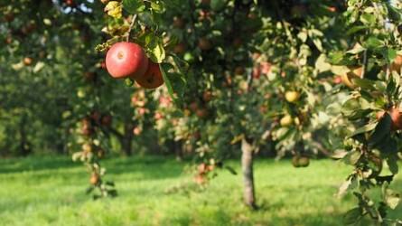Mire ügyeljünk az almafák tápanyag-utánpótlása során?