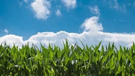 A magyar agrárium fontos értéke a GMO-mentesség