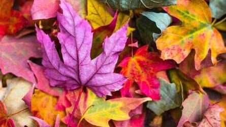 Miért változik meg ősszel a levelek színe?