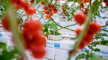 Új üvegházakkal bővült hazánk egyik legnagyobb zöldséghajtató vállalkozása