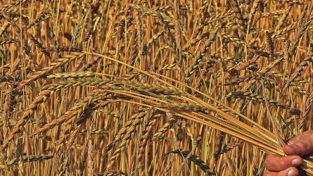 42 millió tonna közelében az ukrán gabonabetakarítás