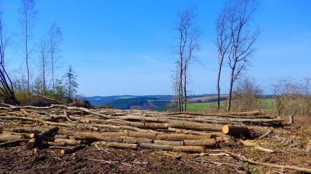 Az EU elfogadta az erdőirtással összefüggő áruk behozatalát megakadályozó törvényt