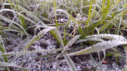 A hideg idő javított a növények fagytűrő képességén