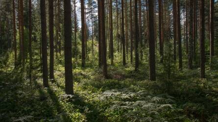 Erdő- és mezőgazdasági befektetések a környezet megóvásáért