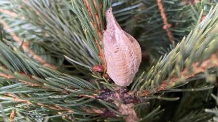 Melyik rovar szabálytalan alakú képlete látható a karácsonyfán?