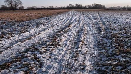 Vadak károsítják a vetést – Meg lesz a böjtje az enyhe télnek