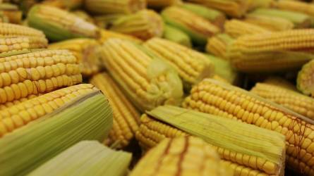 Kevesebb kukoricát takaríthatnak be az előrejelzés szerint