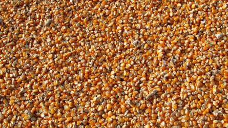 A vártnál is kisebb lehet az ukrán búza- és kukoricatermés