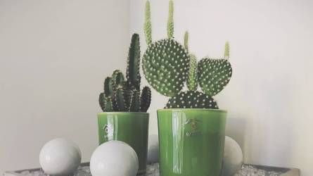 Miért növesztett furcsa alakú hajtásokat a kaktusz?