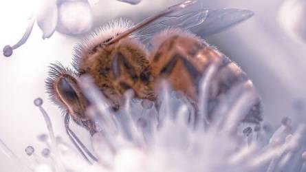 Egyre tiszavirág életűbbek a méhek